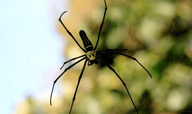 Rajathadri Hill Villa