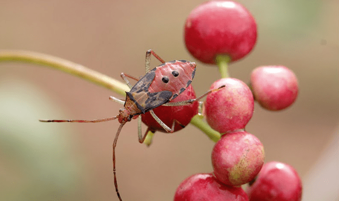 Rajathadri Hill Villa
