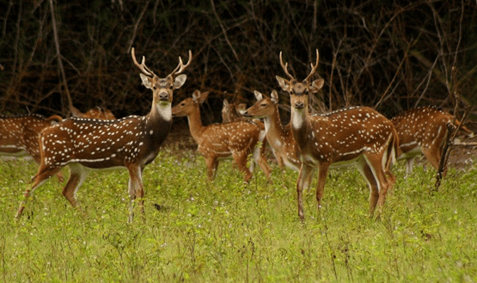 Rajathadri Hill Villa
