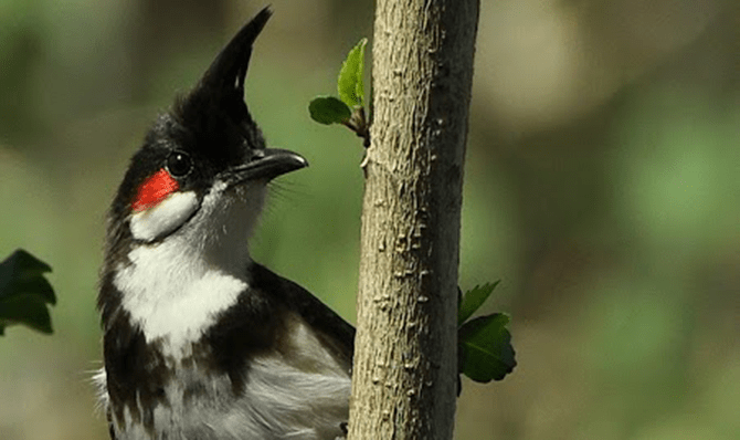 Rajathadri Hill Villa